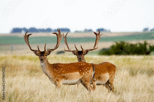 Fototapeta Naklejka Na Ścianę i Meble -  Fallow - Group of male of fallow deer. Dama dama - Beautiful natural grassland with animals.