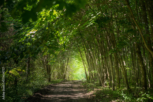 A forest tunnel made of trees.