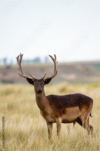 Fallow - Group of male of fallow deer. Dama dama - Beautiful natural grassland with animals.