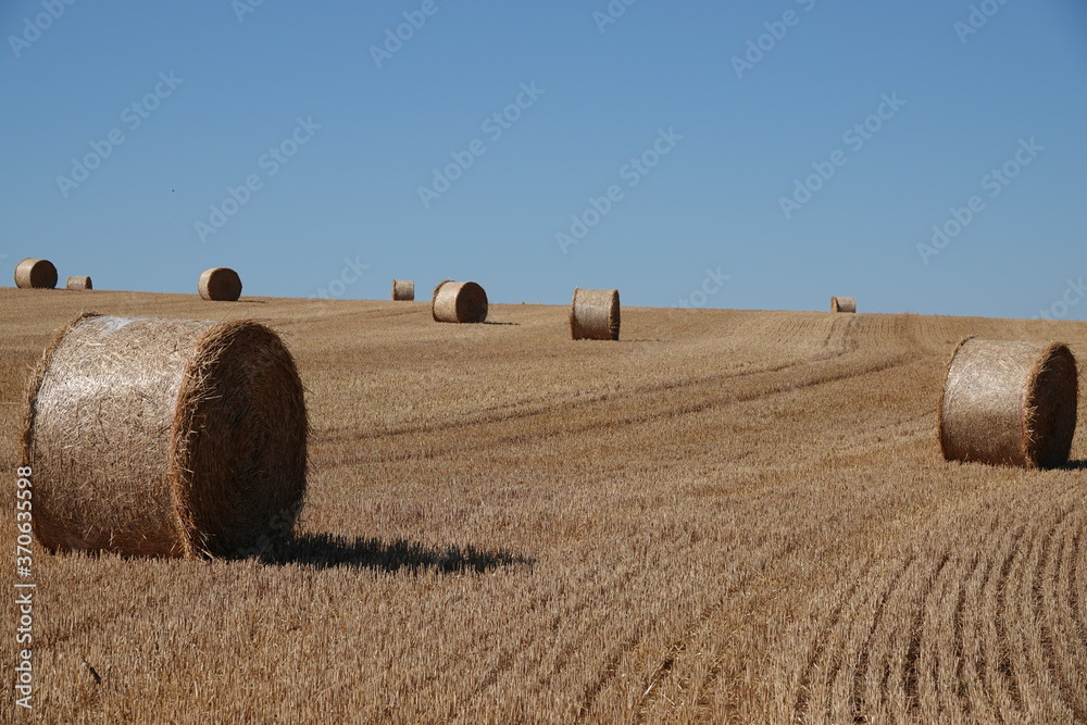 An agricultural field on which are laid out straw haystacks after the harvest of cereals