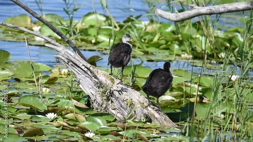Wallpaper Mural Eurasian coot. Fulica atra. The common coot. Australian coot. Two young coots are cleaning feathers on log in water. Torontodigital.ca
