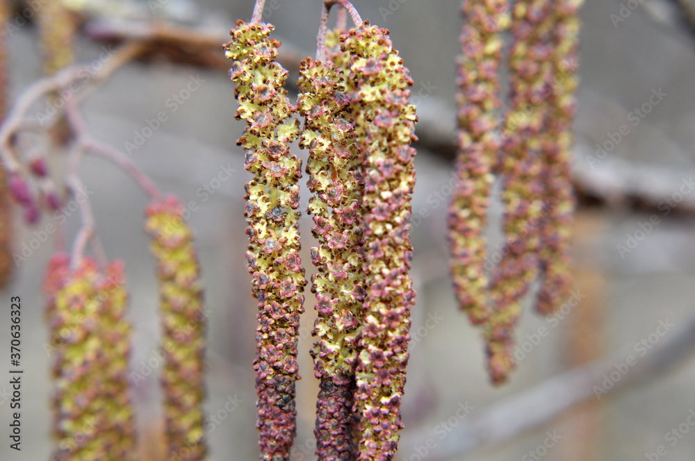 On a branch of a tree of black alder hang inflorescences of an earring. On a branch of a tree of black alder hang inflorescences of an earring.