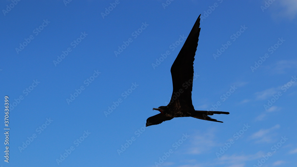 Fototapeta premium Sky Bird