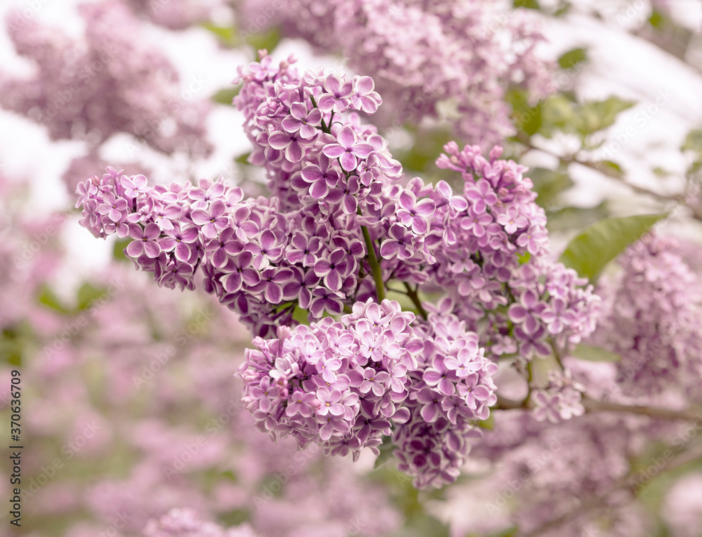 Obraz premium View of the branch of lilac 'Lila Wonder'