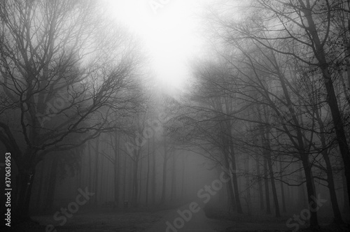 Fototapeta Naklejka Na Ścianę i Meble -  into the misty forest
