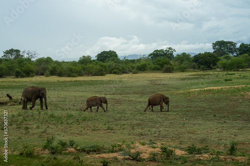 Mother elephant with its babies. Udawalawe national park, Sri Lanka