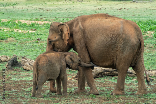 Mother elephant with its baby. Udawalawe national park  Sri La