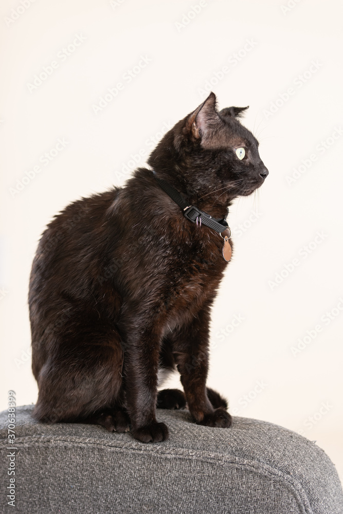 Isolated black cat sitting in front of white background Isolated black cat sitting in front of white background