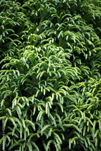 Close-up of evergreen shrub leaves