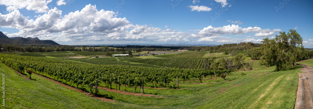 Panorama of a vineyard, Hunter Valley, Australia