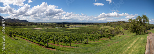 Panorama of a vineyard, Hunter Valley, Australia © Adam