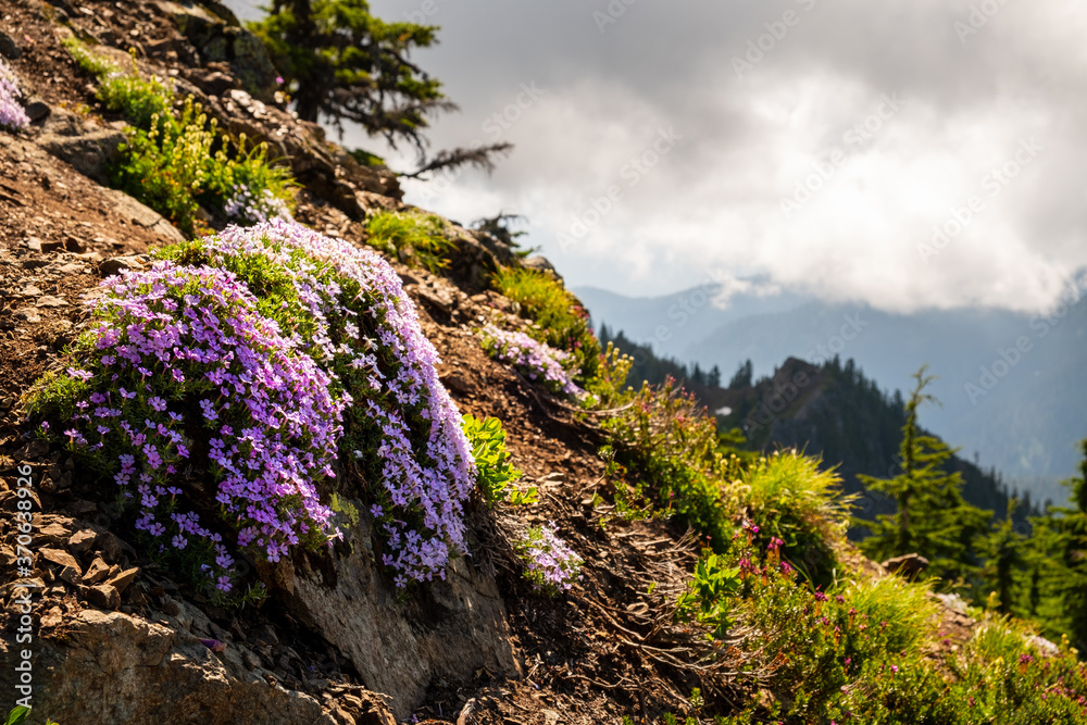 Dewy wildflowers on a mountain trail hike Dewy wildflowers on a mountain trail hike