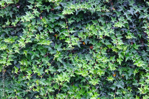 Common ivy, Hedera helix, English ivy, European ivy, background, green ivy wall