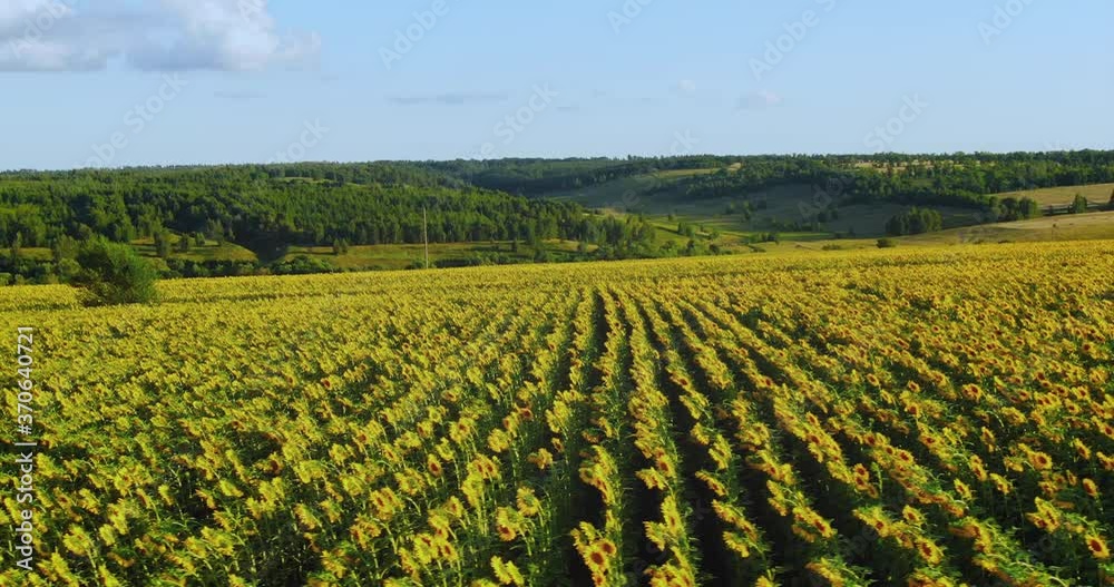 Blooming sunflowers stand in rows in the field. Rural landscape, view from a quadcopter. 4k, 10bit, ProRes Blooming sunflowers stand in rows in the field. Rural landscape, view from a quadcopter. 4k, 10bit, ProRes