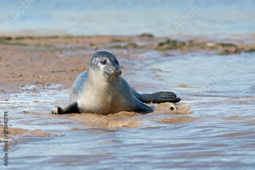 Harbour Seal Pup (Phoca vitulina) playing at the edge of the tide