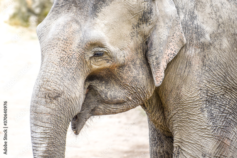 Fototapeta premium Indian Elephant - close up portrait