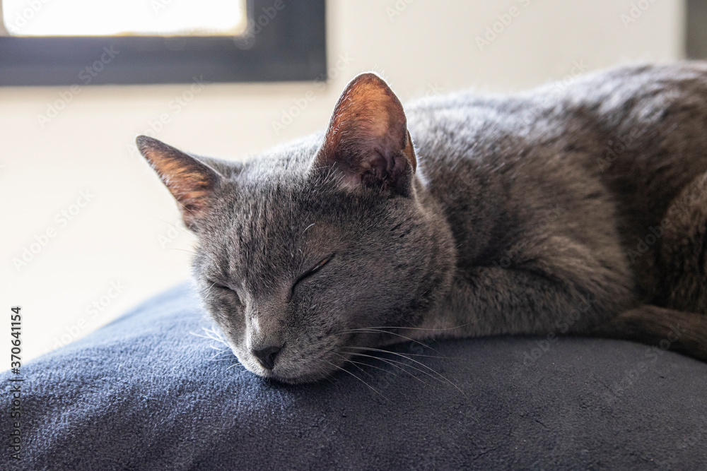 Korat cat on grey wool resting in the middle of pillows. Closed eyes