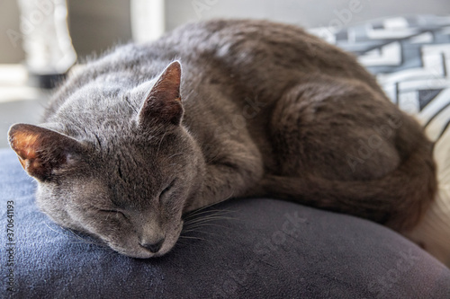 Obraz na plátně Korat cat on grey wool resting in the middle of pillows