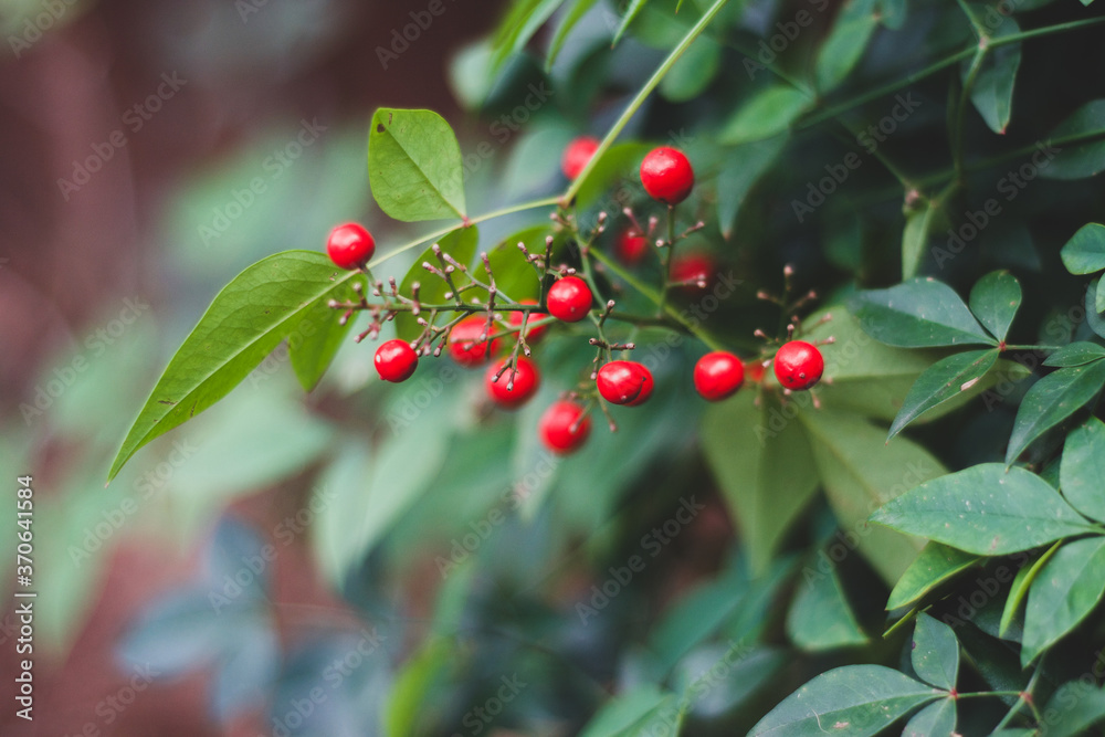 Closeup of red berries on Heavenly Bamboo plant in winter