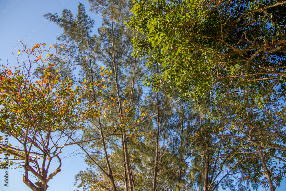 Fototapeta premium Different trees with blue sky, at Beira Rio, Barra de São João, Casimiro de Abreu, Rio de Janeiro
