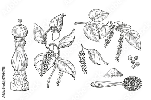 Black pepper vector illustration. Vintage sketch element for labels, packaging design.