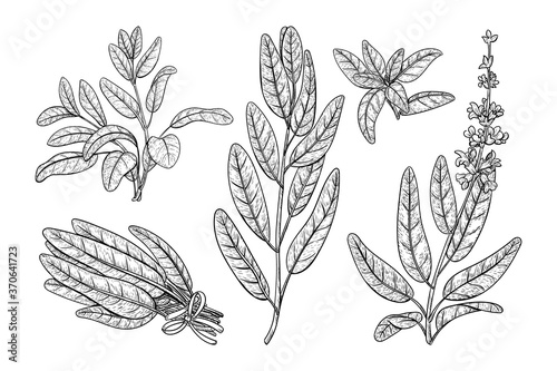 Salvia sketch vector illustration. Culinary sage hand draw set isolated on white background.