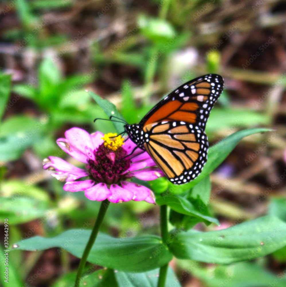 butterfly on a pink Flower taken in a park in Spring Texas butterfly on a pink Flower taken in a park in Spring Texas