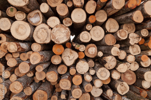 Pile of pine logs texture background