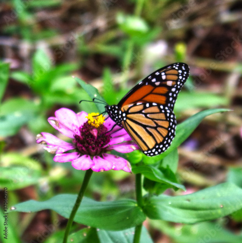 butterfly on a pink Flower taken in a park in Spring Texas © Greg