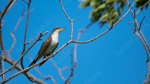 Yellow-billed Cuckoo in a Tree