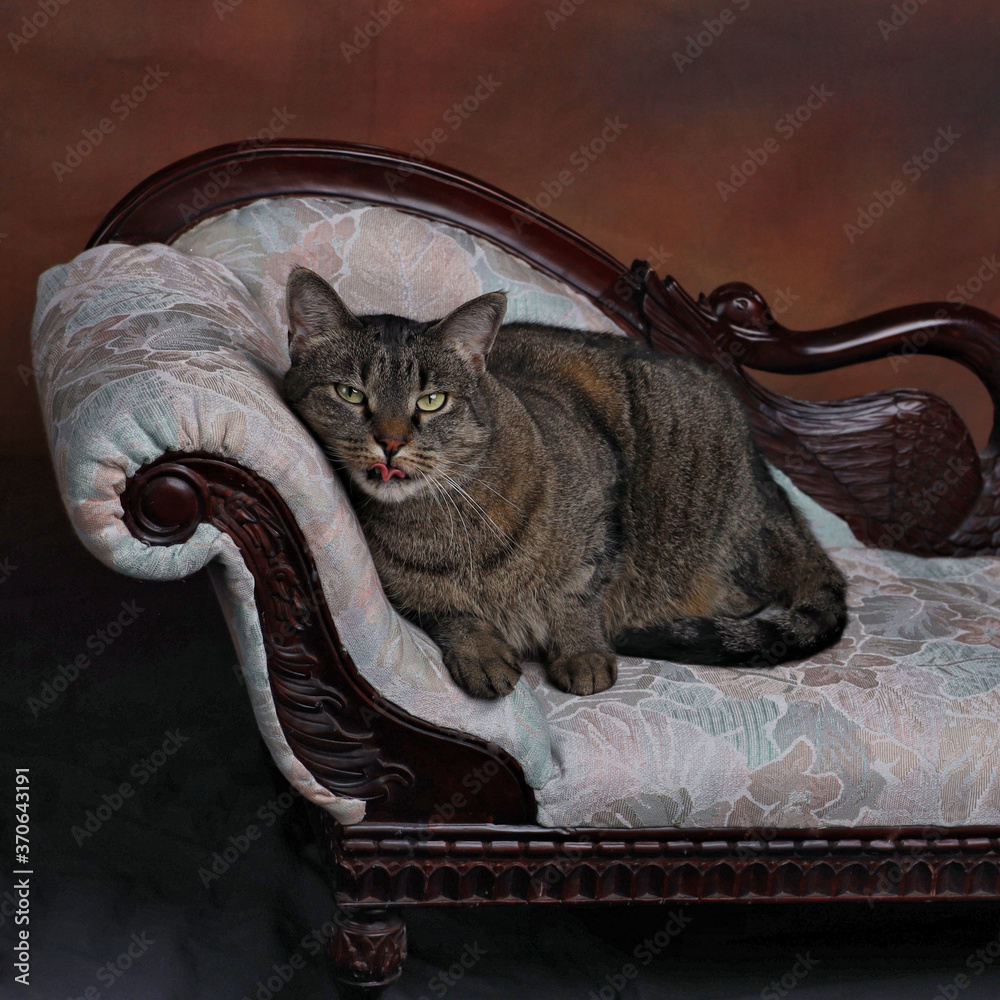 Grey cat on light floral chaise lounge with tongue out Stock Photo | Adobe  Stock