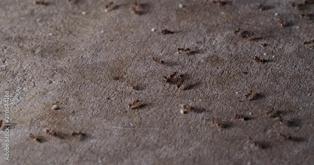 Scattered Ants Across Scene Up Close Macro Scattered Ants Across Scene Up Close Macro