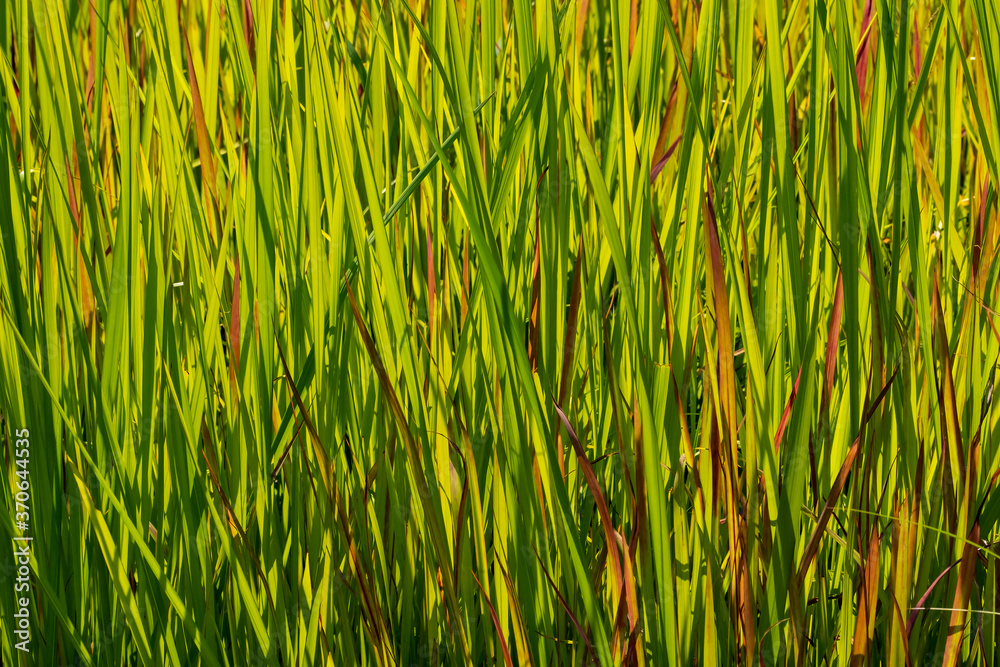 Closeup of Tall Ornamental Grass Backlit