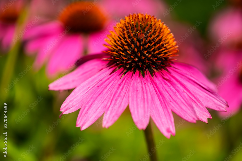 Purple Coneflowers Echinacea Blooming in a Garden Purple Coneflowers Echinacea Blooming in a Garden