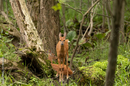 White -tailed deer,fawns in the marsh