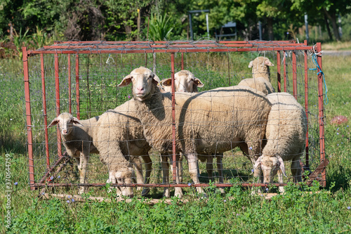 Obraz na plátne Group of sheep in sheepfold. Sheep graze on the grass