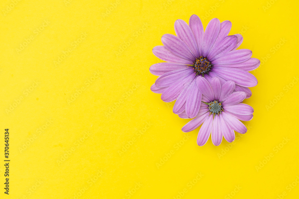 Pink flowers on a yellow background. Bright layout for card.