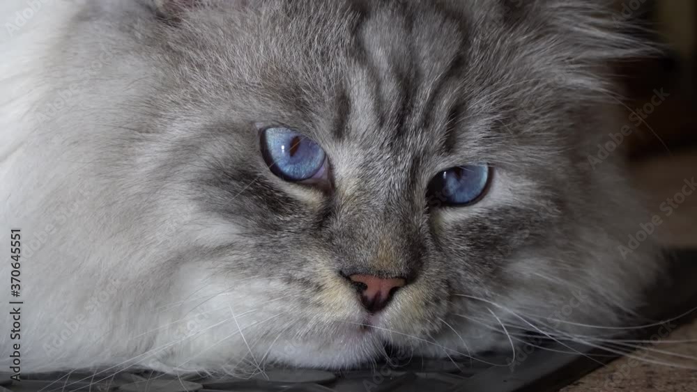 Brutal awesome, smug Siberian color point cat Brutal awesome, smug Siberian color point cat