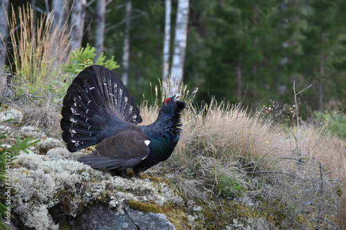 Wood grouse playing in forest.