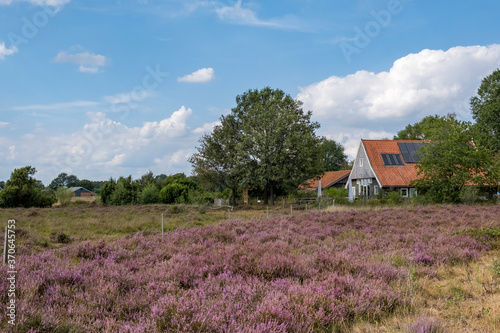 Naturschutzgebiet Buurserzand photo