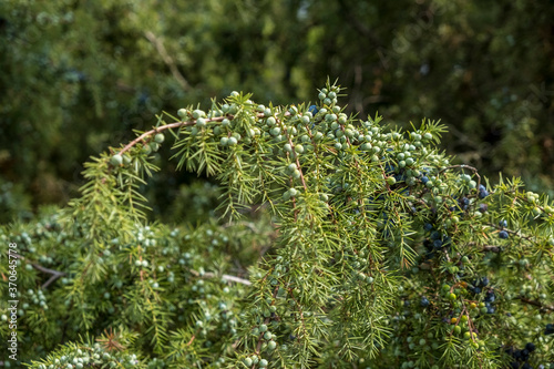 Gemeiner Wacholder (Juniperus communis)