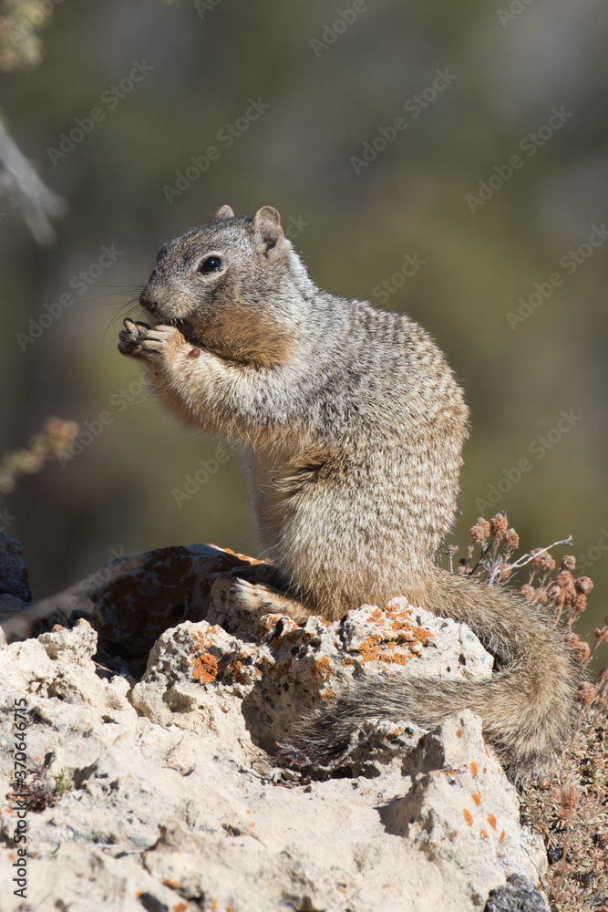 Ground Squirrel, Grand Canyon National Park, Arizona, USA Ground Squirrel, Grand Canyon National Park, Arizona, USA