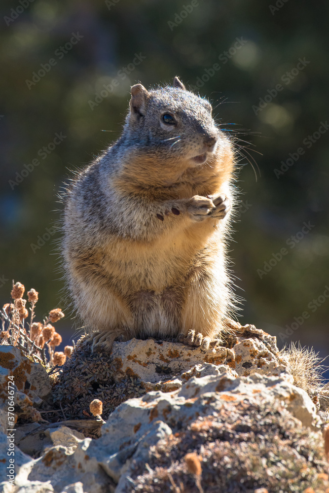 Ground Squirrel, Grand Canyon National Park, Arizona, USA Ground Squirrel, Grand Canyon National Park, Arizona, USA