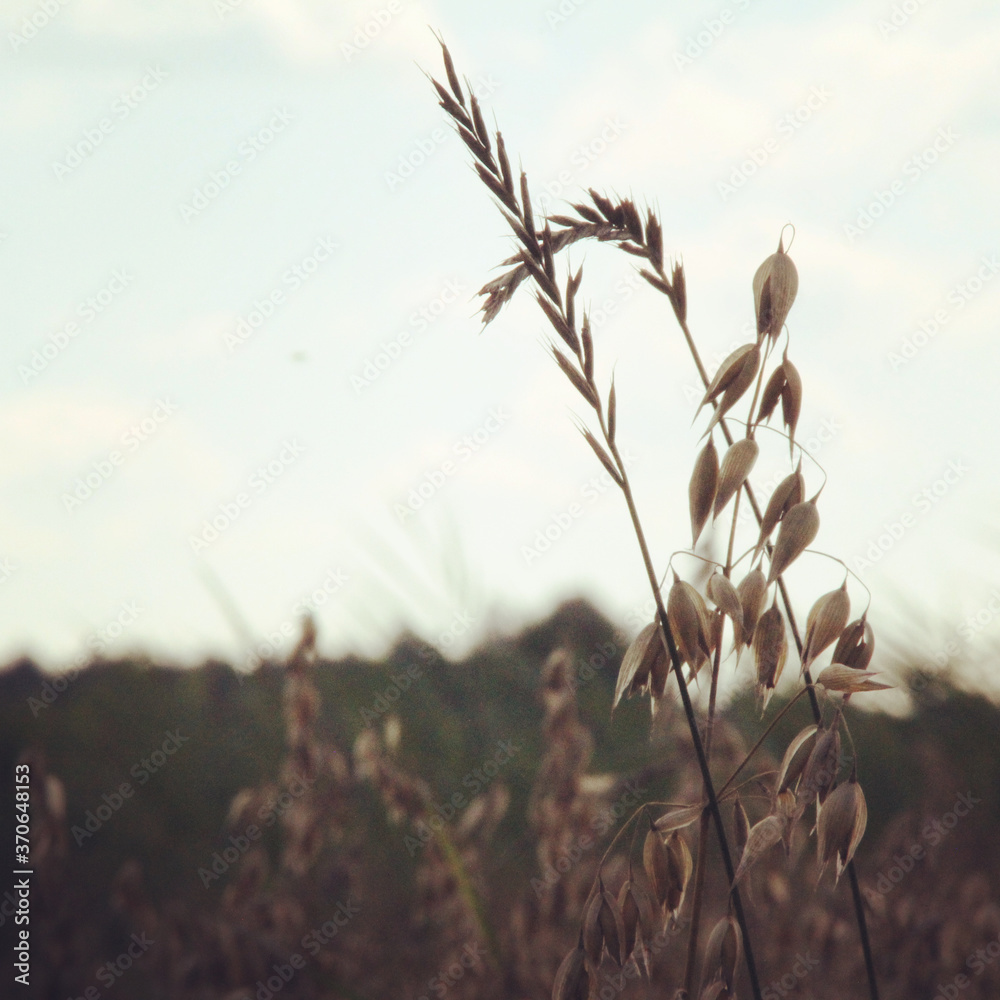 Fototapeta premium wheat field at sunset