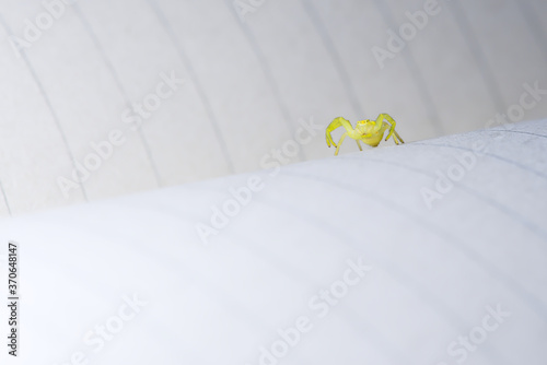 Black feet clear on this yellow sac spider, as it raises legs. photo