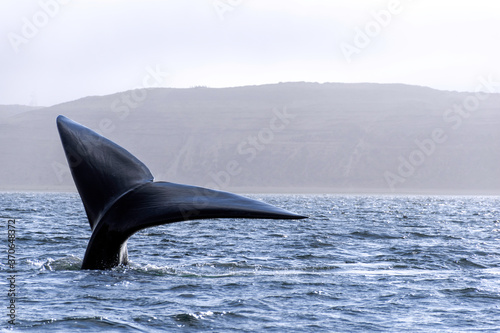Fototapeta WHALE TAIL - WHALE WATCHING TOUR ON PUERTO MADRYN,  PATAGONIA ARGENTINA