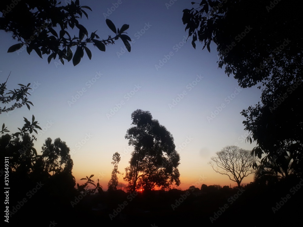 silhouette of tree at sunset