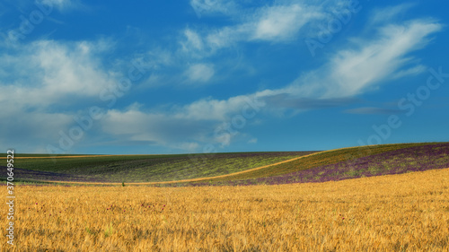 A field of wheat and a very beautiful blue sky with clouds. In the background  a field of lavender. A magnificent summer landscape with a copy of the space. The image is perfect for decor  Wallpaper