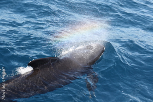 Tableau sur toile A Killer whale/Orca with a beautiful rainbow, hunting the tuna fish in the Strait of Gibraltar, Spain, Marocco, UK