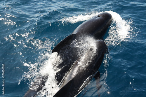 Photography A family of Killer whale/Orca with a young baby, hunting the tuna fish in the Strait of Gibraltar, Spain, Marocco, UK